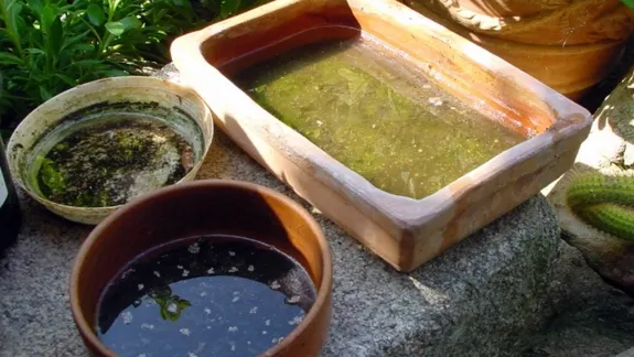 Prevención del dengue: «El 80% lo tiene que hacer la comunidad»