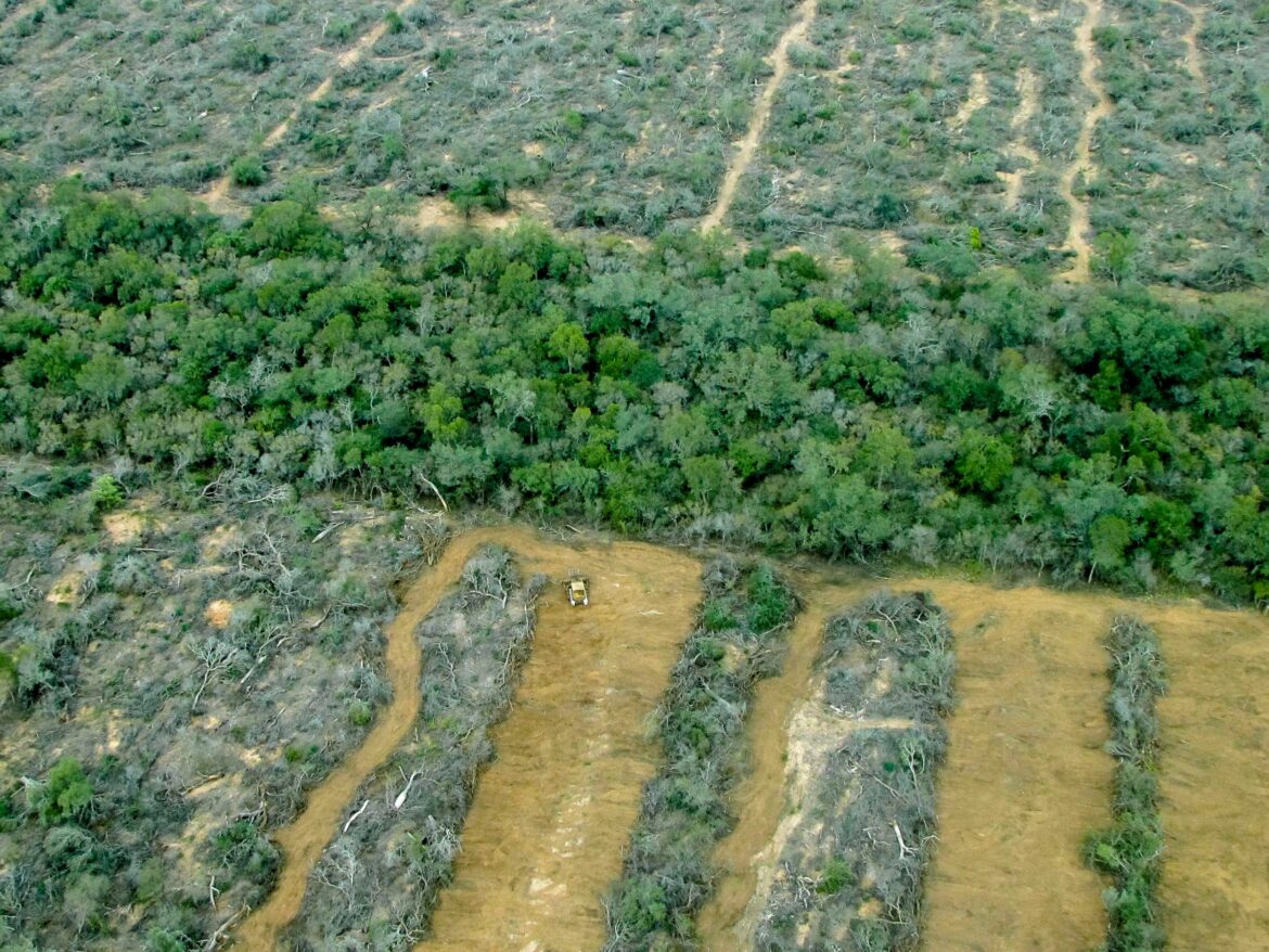 Cuando desaparece el monte, también desaparece la protección de la gente