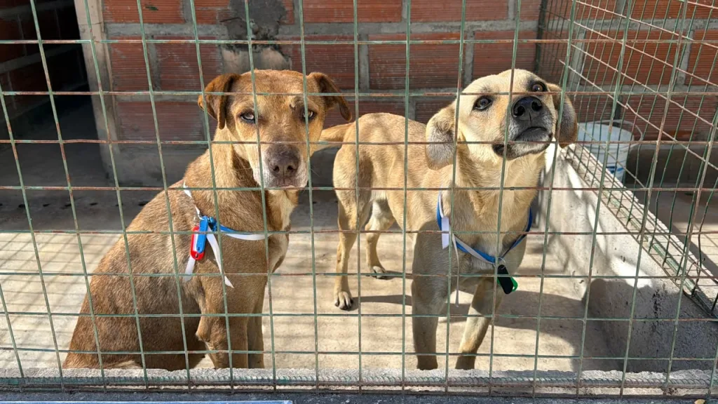 Milagro y animales extraviados: una problemática que vuelve cada año pese a los operativos preventivos